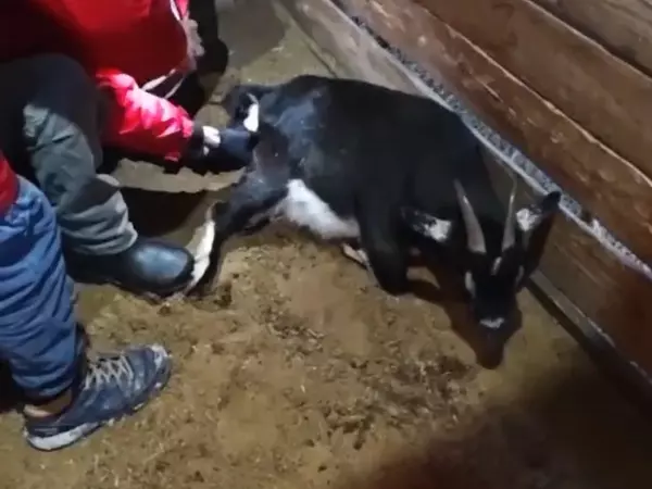 Фото к материалу: В донском парке «Малинки» на свет появился детеныш камерунской козочки