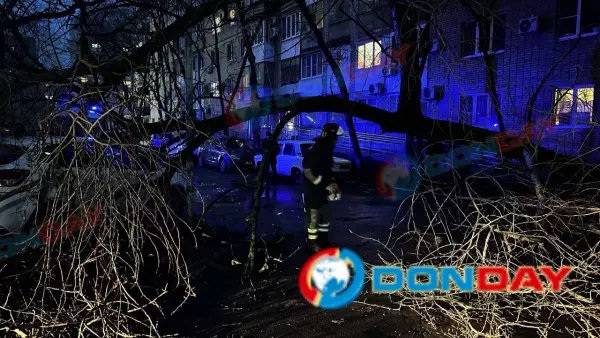 Фото к материалу: Гигантское дерево рухнуло возле многоэтажки на Соколова в Ростове