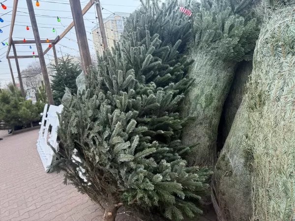 Фото к материалу: Ростовчанам рассказали, куда сдать новогоднюю елку 