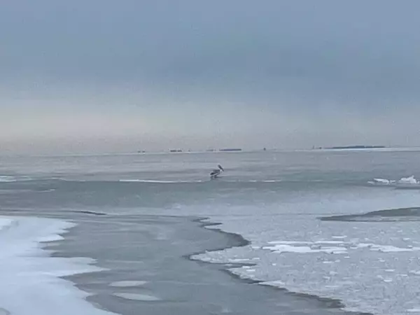 Фото к материалу: Вмерз в лед и погибал на холоде: в Таганроге спасли пеликана с поврежденным крылом