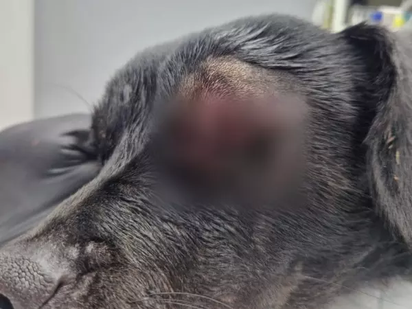 Фото к материалу: В донском приюте для животных собаке провели операцию на глазу