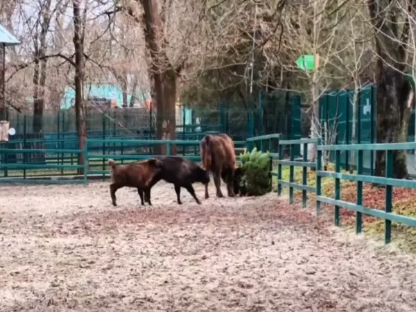 Фото к материалу: Нераспроданные после Нового года ели передали в Ростовский зоопарк