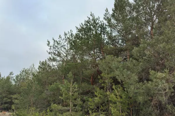 Фото к материалу: На каких животных можно охотиться до конца зимы 2025-2026 годов в Ростовской области