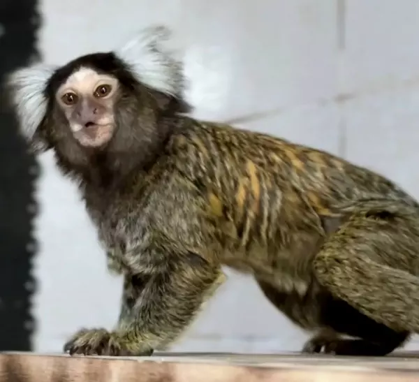 Фото к материалу: В парке «Лога» Ростовской области появились белоухие игрунки