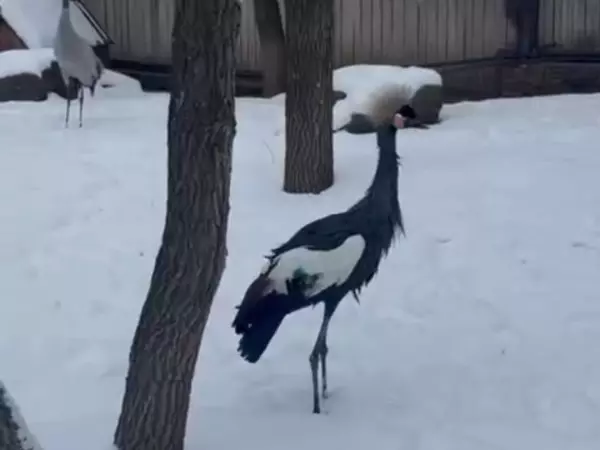 Фото к материалу: В парке птиц «Малинки» поймали сбежавшего из вольера журавля