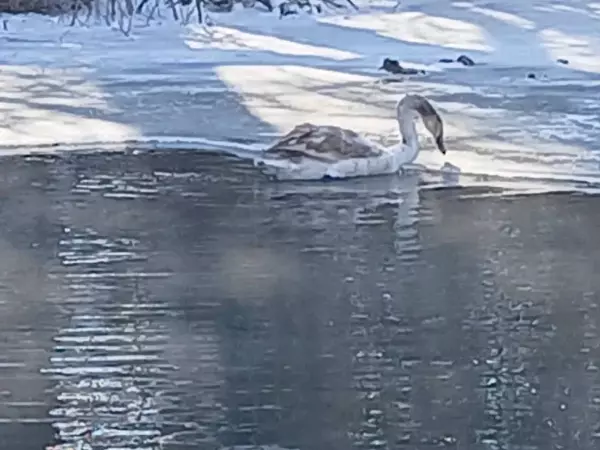 Фото к материалу: Лебедя, которого спасли от холодной смерти в Ростовской области, выпустили на волю