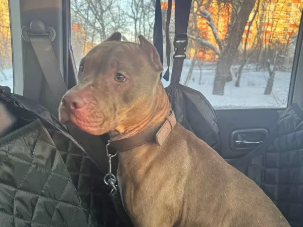 Фото к материалу: Питбулю с открытым переломом лапы из  Ростовской области ищут новую семью