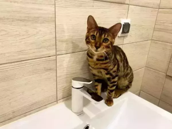 Фото к материалу: Жители нескольких населенных пунктов Морозовского района остались без воды из-за коммунальной аварии