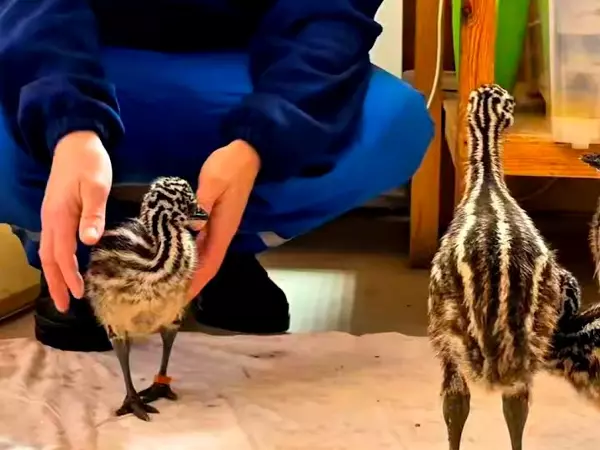 Фото к материалу: В парке «Лога» Ростовской области на свет появились крошечные эмусята