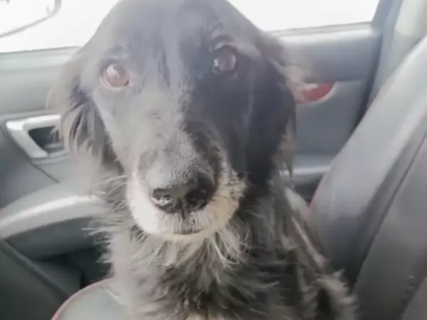 Фото к материалу: Пошла на поправку: в Шахтах волонтеры спасли больную привязанную в морозы собаку 