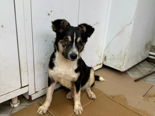 Фото к материалу: В Ростовской области волонтеры ищут новый дом щенку с серьезной патологией глаз и ЖКТ