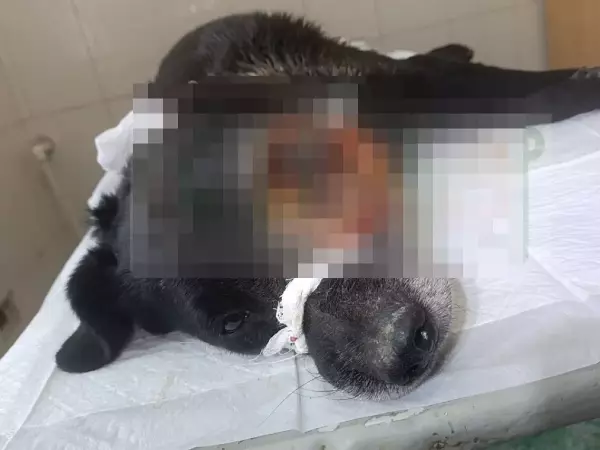 Фото к материалу: В Шахтах собака с огромной опухолью на голове скончалась от болезни 