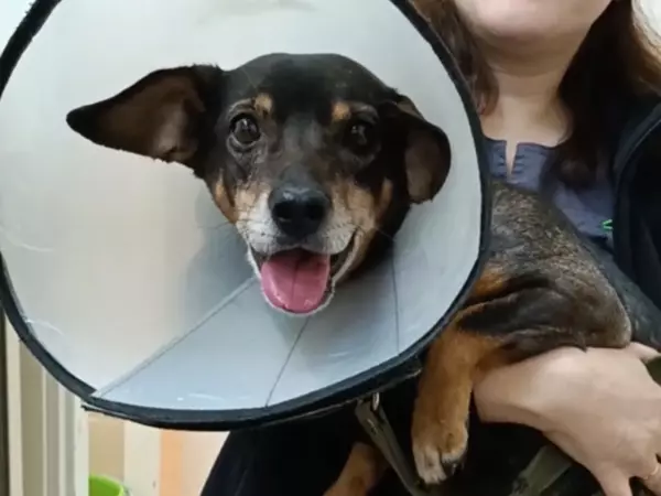 Фото к материалу: Еще одну дорогостоящую операцию провели парализованному псу из Сальска