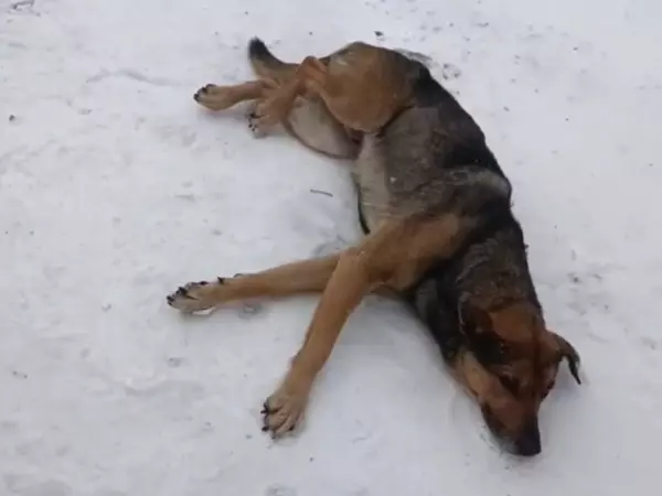 Фото к материалу: В Шахтах волонтеры спасают истощенную собаку, пострадавшую от рук живодеров