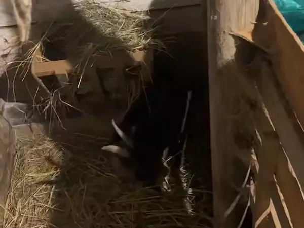 Фото к материалу: В донском парке «Малинки» ветврачи спасают козочку, которая съела «смертельное угощение»