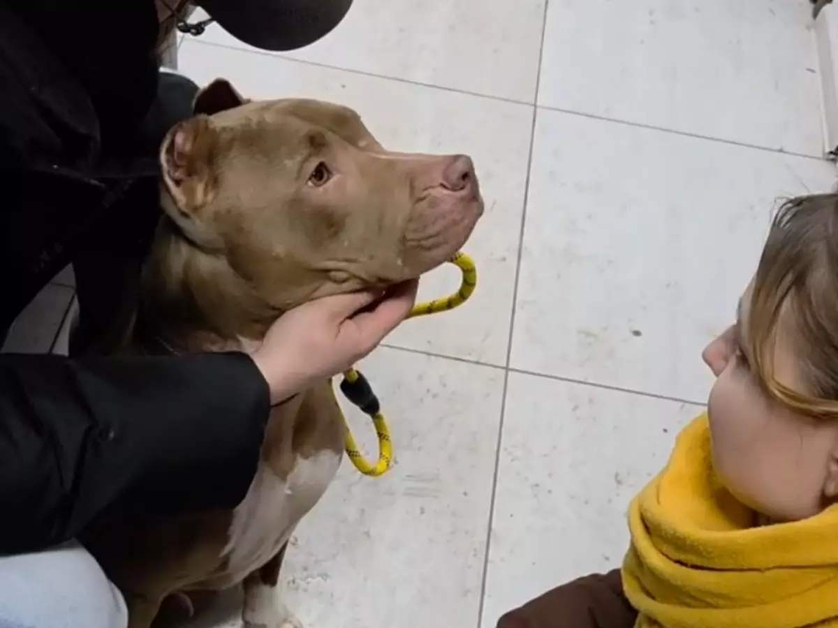 Питбулю с открытым переломом лапы в Ростовской области нашли семью