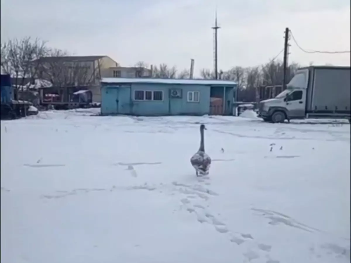 В Батайске посреди улицы заметили живого лебедя