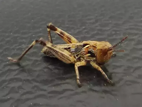 В Ростовской области назвали районы, где в 2026 году может начаться нашествие саранчи