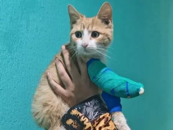 Волонтеры из Ростовской области ищут дом и семью котенку с жуткими травмами лапы