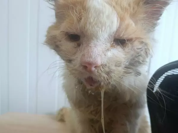 «Похож на живой труп»: Ветврачи из Ростовской области борются за жизнь кота с тяжелым заболеванием