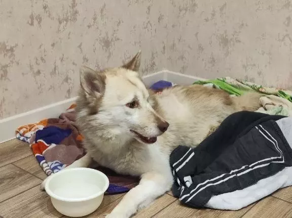 Подстреленному хаски из Азова нашли новый дом и любящую семью