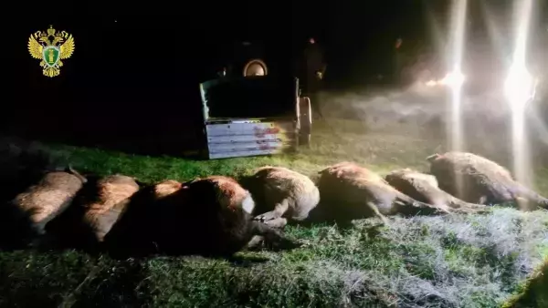 В Ростовской области браконьер заплатил свыше миллиона рублей ущерба за незаконную охоту на кабанов