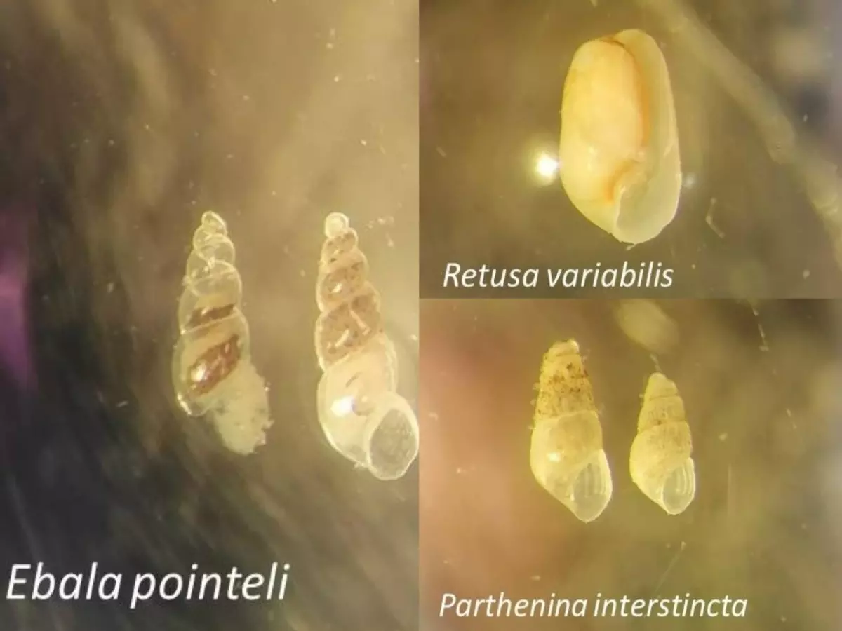 В Таганрогском заливе обнаружили три новых вида моллюсков