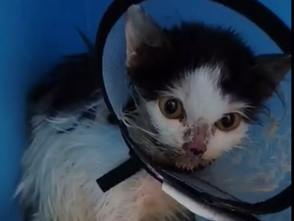 Шестимесячного котенка в тяжелом состоянии с кучей болячек спасают волонтеры Ростова