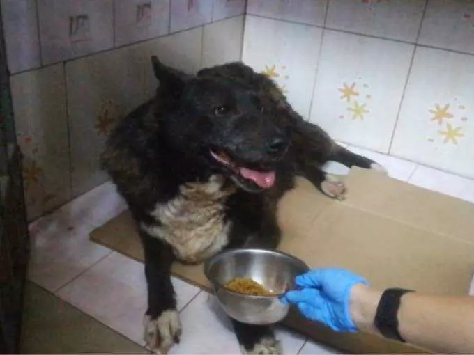 Черепно-мозговая травма и сложные переломы: на Дону волонтеры пытаются спасти пса с жуткими травмами после ДТП