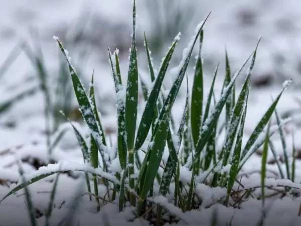 Фото к материалу: Сильный снегопад в Ростовской области обезопасил аграриев от гибели озимых