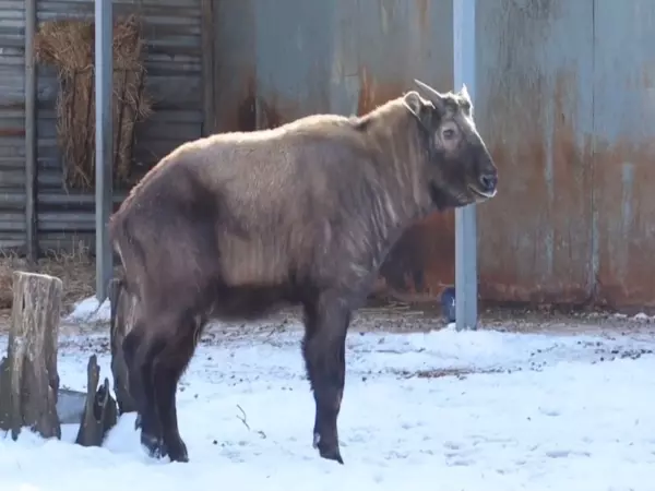 Фото к материалу: В Ростовском зоопарке показали подросшего такина мишми