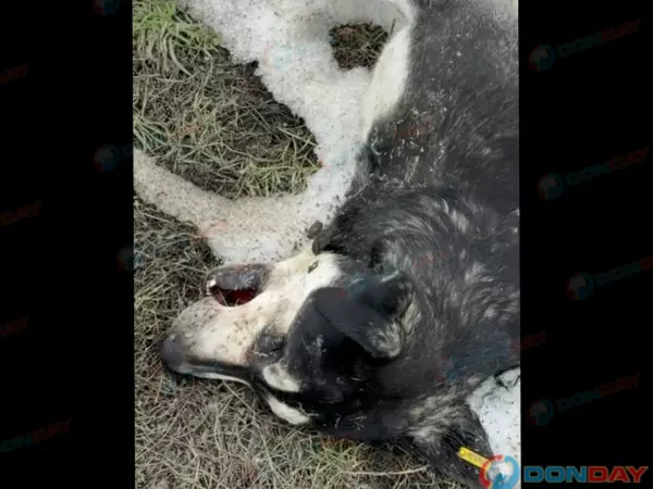 Фото к материалу: Нашли с пеной у рта: в Ростове неизвестные отравили собаку