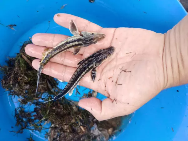 Фото к материалу: Ростовские ученые выяснили, насколько безопасно есть рыбу из Азовского моря