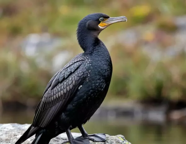 Фото к материалу: Черный баклан массово уничтожает рыбу в водоемах Ростовской области