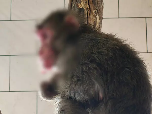 Фото к материалу: Макаки из парка «Малинки» попали на операционный стол после ночных разборок