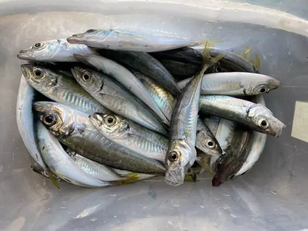 Фото к материалу: Пеленгас и камбала заполонили Азовское море из-за  повышения солености