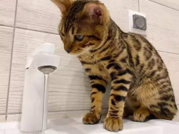 Фото к материалу: Жители Первомайского района в Ростове второй день остаются без воды