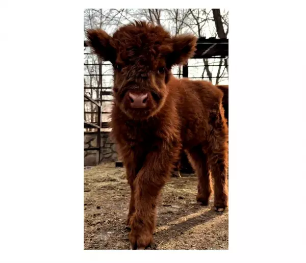 Фото к материалу: В Ростовской области в парке «Лога» выбирают имя телочке шотландской породы хайленд