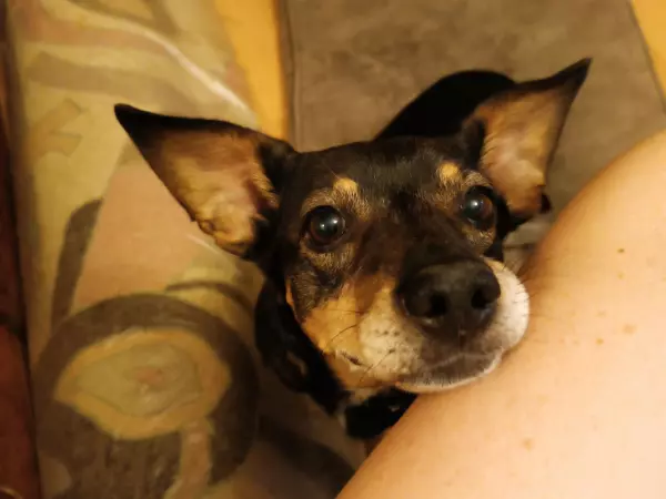 Фото к материалу: Парализованному псу из Сальска ищут новый дом и любящую семью