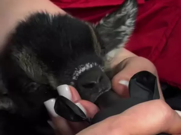 Фото к материалу: В парке «Малинки» спасли новорожденного козленка с дефицитом калия в крови