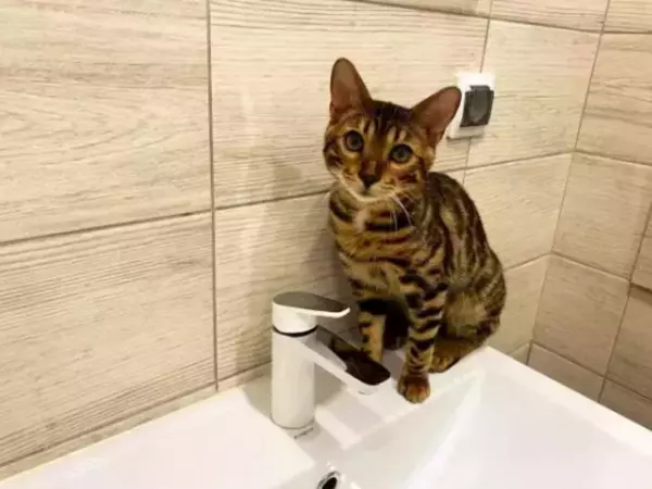 Фото к материалу: Поселок в Ростовской области остался без воды на два дня из-за аварии на скважине