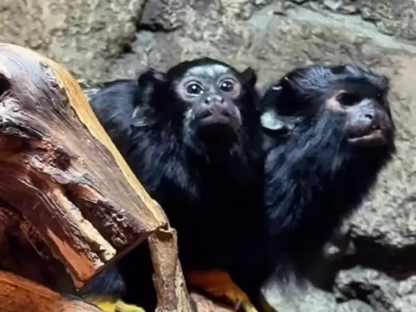 Фото к материалу: В парке «Лога» в Ростовской области показали подросших малышей-тамаринов