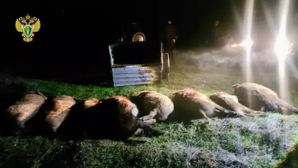 Фото к материалу: В Ростовской области в суд направили дело охотника-браконьера, застрелившего кабанов