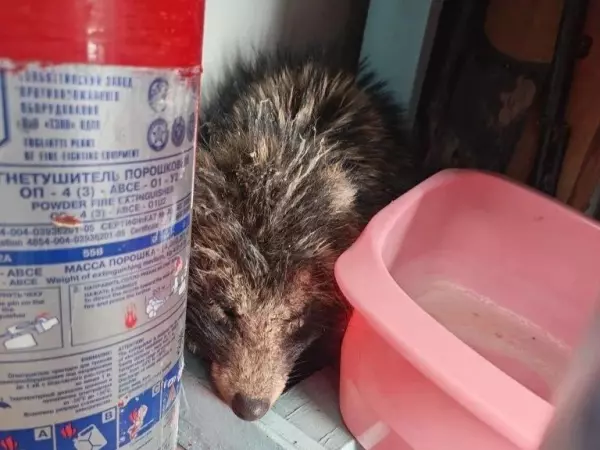 Фото к материалу: Ветеринар из Волгодонска спасает истощенную енотовидную собаку, страдающую от чесотки