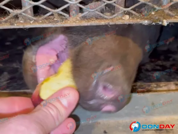 Фото к материалу: В парк «Малинки» привезли медведицу, лишенную зубов в неволе