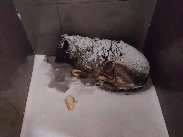 Фото к материалу: После громкого увольнения курьеру из Челябинска предложили работу в Ростовской области