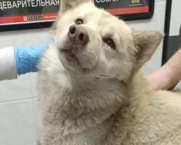 Фото к материалу: Подстреленный хаски из Азова может остаться инвалидом на всю жизнь