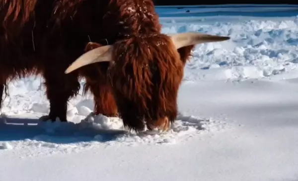 Фото к материалу: В Ростовском зоопарке показали нового жителя - бычка породы хайленд