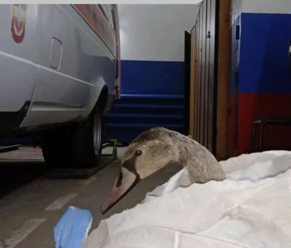 Фото к материалу: В порту Азова спасли замерзающего лебедя, прибившегося к судну 