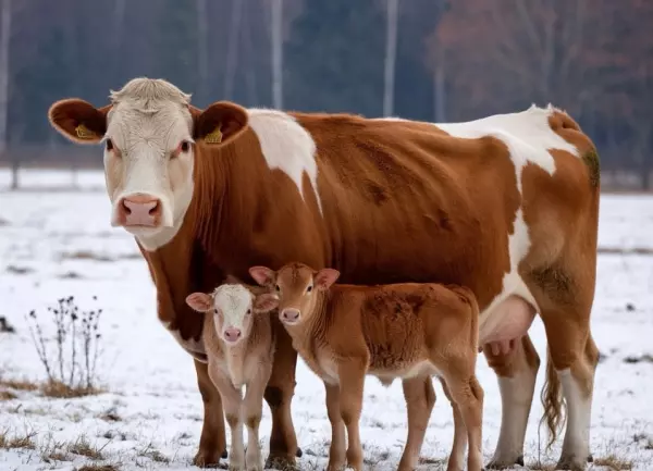 Фото к материалу: День Вуколы Телятника: что можно и нельзя делать 19 февраля
